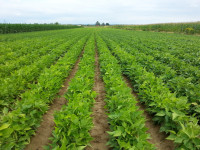 Domaći grah - ovogodišnji suhi trešnjevac i zelenček