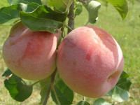 JABUKE EKOLOŠKI UZGOJ 099/6781411