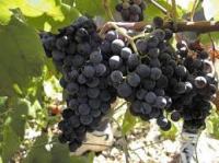 Kvalitetno crno grožđe, Plavac mali, Pelješac