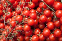 Mini rajčica (cherry) 15 kn/kg