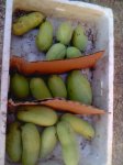 Indijanska banana PLOD -nutritvno najjače voće