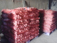 KRUMPIR CRVENI**spreman za prodaju** 35 centa/kg *DOSTAVA*