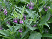 Svježi korijen gaveza i sadnice gaveza