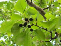 TREŠNJA DIVLJA (Prunus avium) EKOLOŠKI UZGOJ