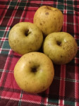 Domaće jabuke