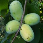 Indijanska banan PAW PAW  sadnice 40 kn/kom od divljih asimina