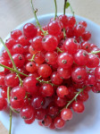 Ribizli crveni