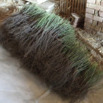 ŠIPAK SADNICE - divlja ruža - Rosa Canina