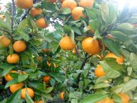Eko mandarine
