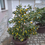 Stablo Limun , Naranča , kumkvat