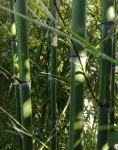 Bambusovi štapovi