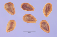 GRCKI OLIANDER SJEME Asclepias curassavica