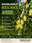 Navodnjavanje maslina