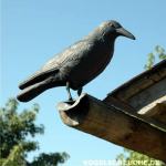 Vrana 40cm za plašenje i rastjeravanje ptica | STRAŠILO