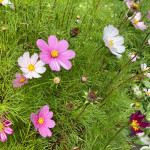 sjeme Cosmos garden mix boja