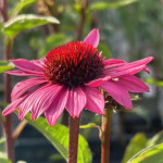 sjeme  Ehinacea purpurea krupni cvjeovi PINK