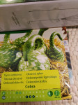 sjeme ukrasne tikvice Cobra...zelena prošarana sa bijelim mrljama