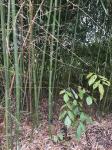 Štapovi bambusa
