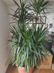 Yucca ( drvo zivota, juka, palma)
