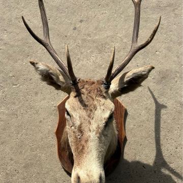 Lovački trofej - jelen s rogovima