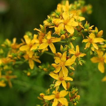 Hrvatska Gospina trava-kantarion( Hypericum performatu )gratis dostava