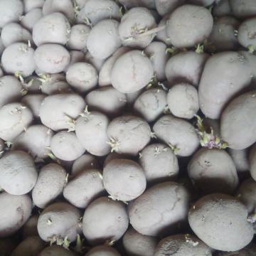 Sjemenski krumpir za sadnju bellaros