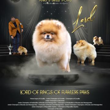 MUŽJAK ZA PARENJE MULTI JCH,GENETSKI TESTOVI