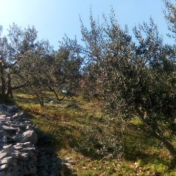 BRAČ POVLJA BRUSJE maslinik 10 222 m2