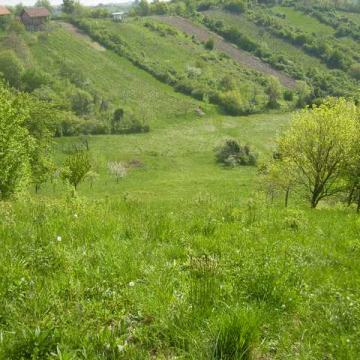 Poljop.: Gorica Svetojanska 2200 m2-MOGUĆ. PRENAMJENE U GRAĐ.10.000EUR