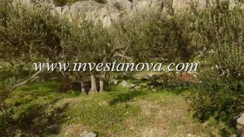 Makarska - Kotišina maslinik 557m2 odlična lokacija uz cestu