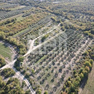 Maslinik s 120 stabala maslina, Pridraga