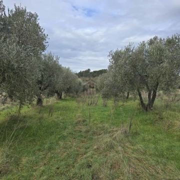 Maslinik 2000 m2 u Šijani - samo 5km od centra grada!
