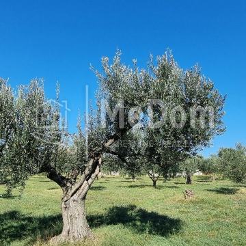 Poljoprivredno zemljište,7200m2,maslinik,kućica