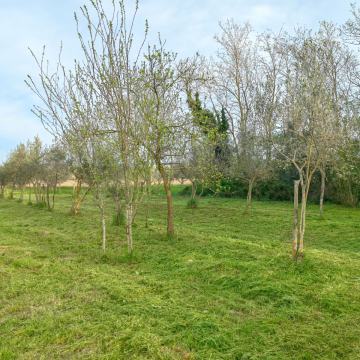 Poljoprivredno zemljište, Banjole, 2333 m2, masline, voda