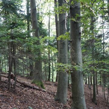 Šuma, Gornja Bistra, 17818 m2,STARA ŠUMA, PRETEŽNO BUKVA 14.000EUR!