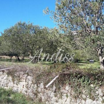 Poljoprivredno zemljište,Izvaredna Pozicija,Maslinik 10094 m2