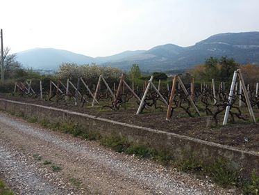 Poljoprivredna zemljišta,na  Otoku Šolta na moru