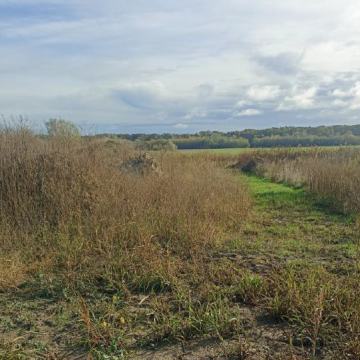 Poljoprivredno zemljište, Grabovac, 10014 m2, DRAŽBA