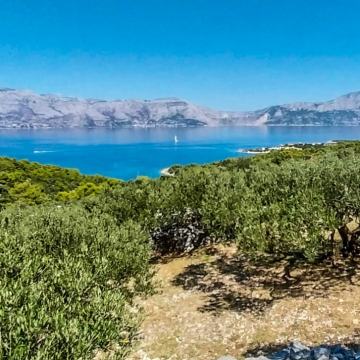 POVLJA, BRAČ – maslinik s 50 odraslih maslina s pogledom na more