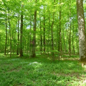 SNIŽENO - ŠUMA - POJATNO -24000 m2