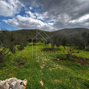 Uređeni i održavani maslinik - Pirovac