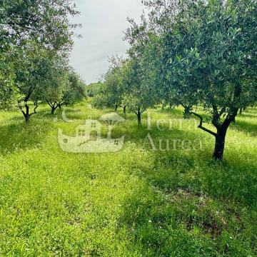 Veliki maslinik sa kućom, Šotovento, otok Krk