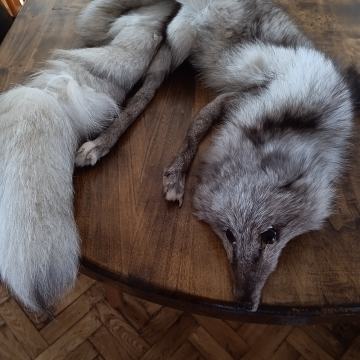 Prodajem šal od prave preparirane sive lisice
