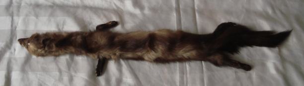 Okovratnik krzno lasice braun