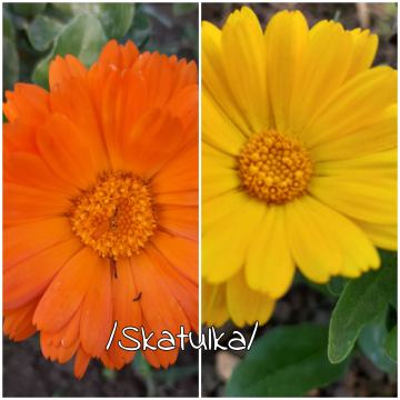 Neven /Calendula/(oranz/zuti)