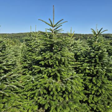 Božićna drvca, nordijska jela