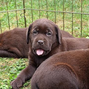 Labrador čokoladni,žuti i crni štenci(moguća dostava)