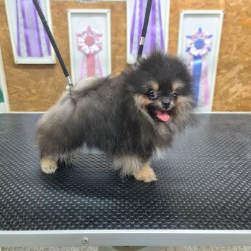 POMERANAC - ŠTENE MUŽJAKA SA RODOVNICOM HKS-a - PLAĆANJE KARTICOM