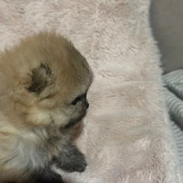 POMERANAC - ŠTENE ŽENKE SA RODOVNICOM HKS-a - PLAĆANJE KARTICAMA