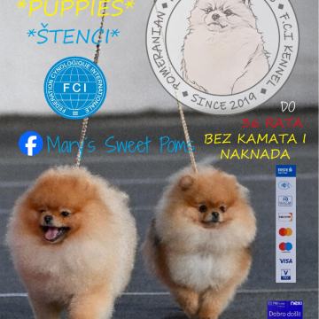 POMERANIAN - PUPPY - ŠTENCI - POMERANSKI ŠPIC
